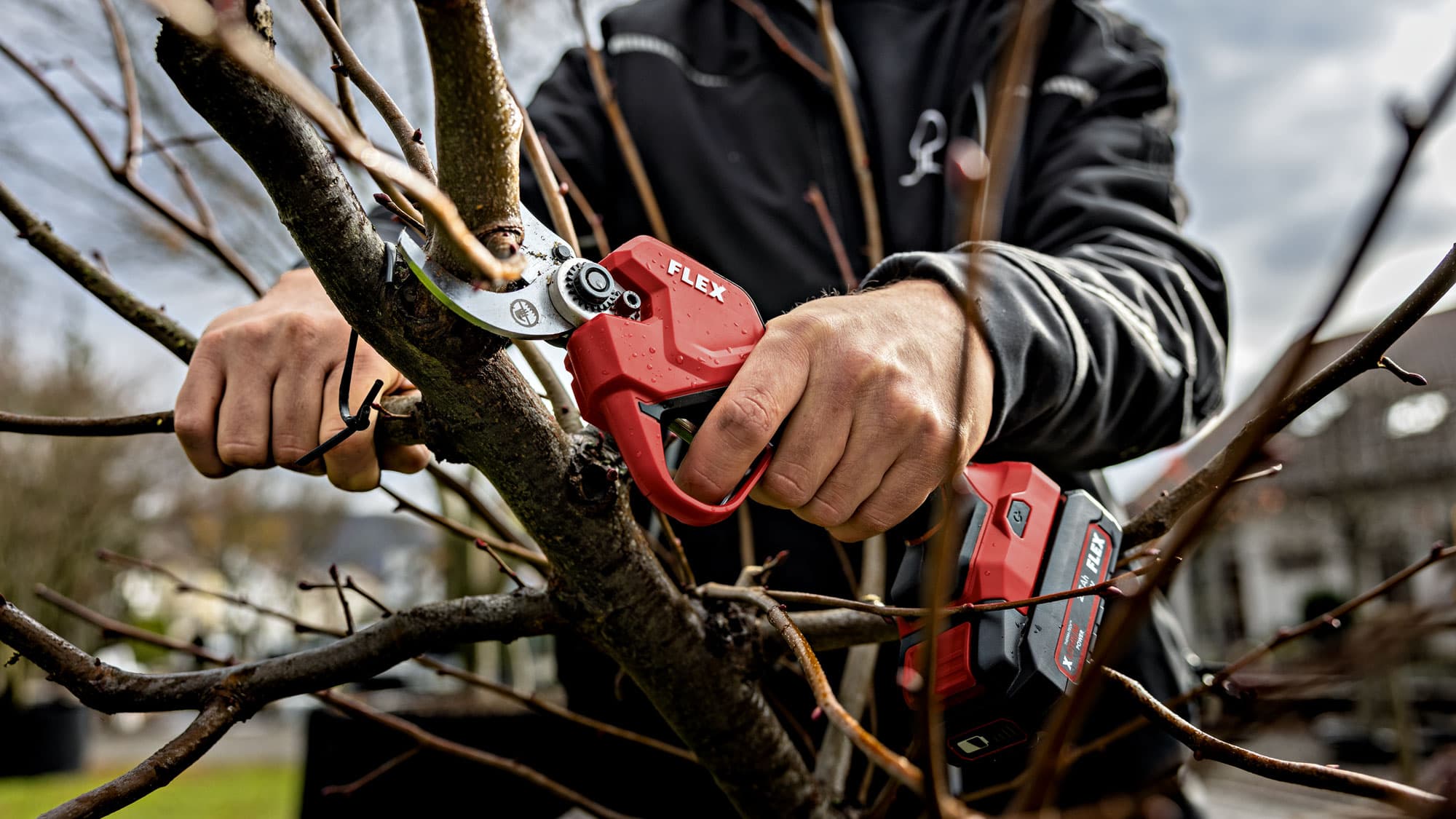 User cuts a branch with the FLEX GPS 35 18.0-EC cordless loppers. The powerful shears are used precisely in the garden and enable powerful, cordless work.